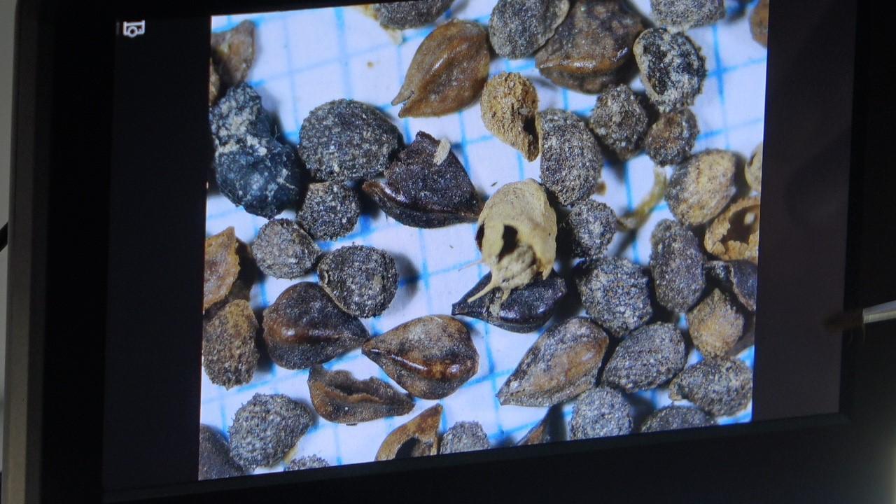 Ancient foods researched in Pompeipolis