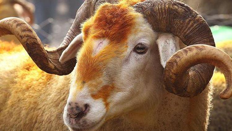 Kurban Bayramı’nda bağış yapayım derken siber suçlulara para kaptırmayın