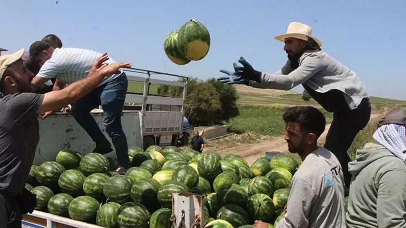 Adana’da sezonun ilk karpuz hasadı başladı