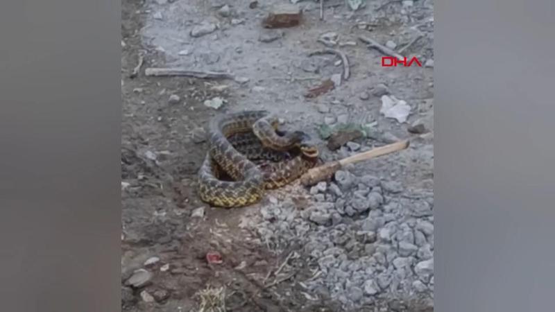 İnegöl'deki 4 mahallede 'yılan' tedirginliği