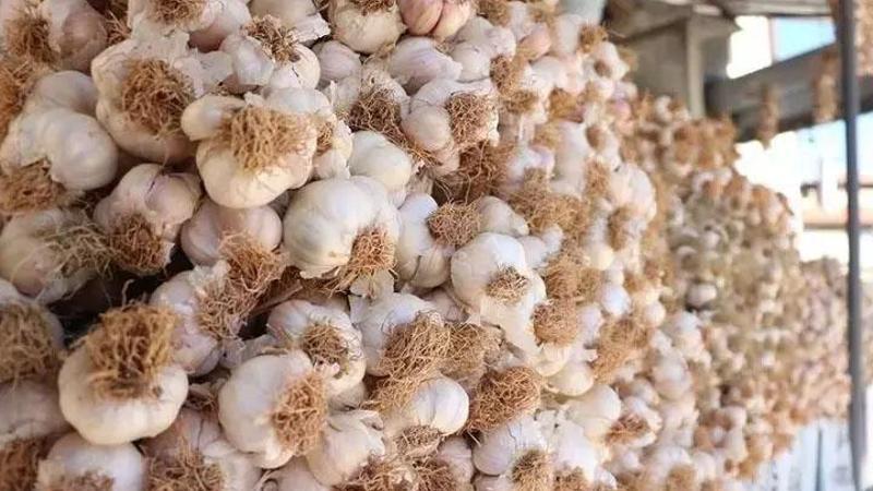 Taşköprü sarımsağı diye 'Çin sarımsağını’ sattılar